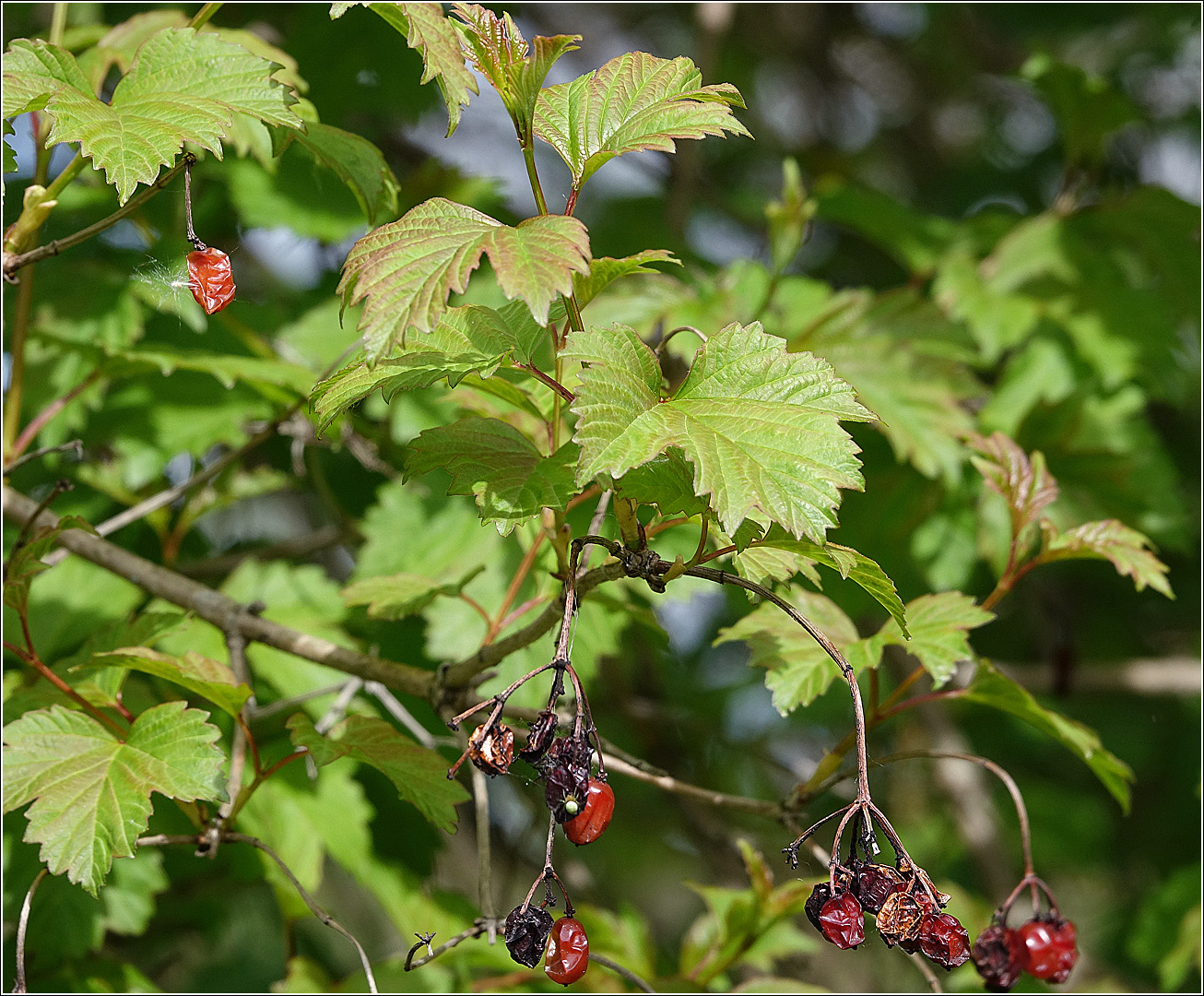 Изображение особи Viburnum opulus.