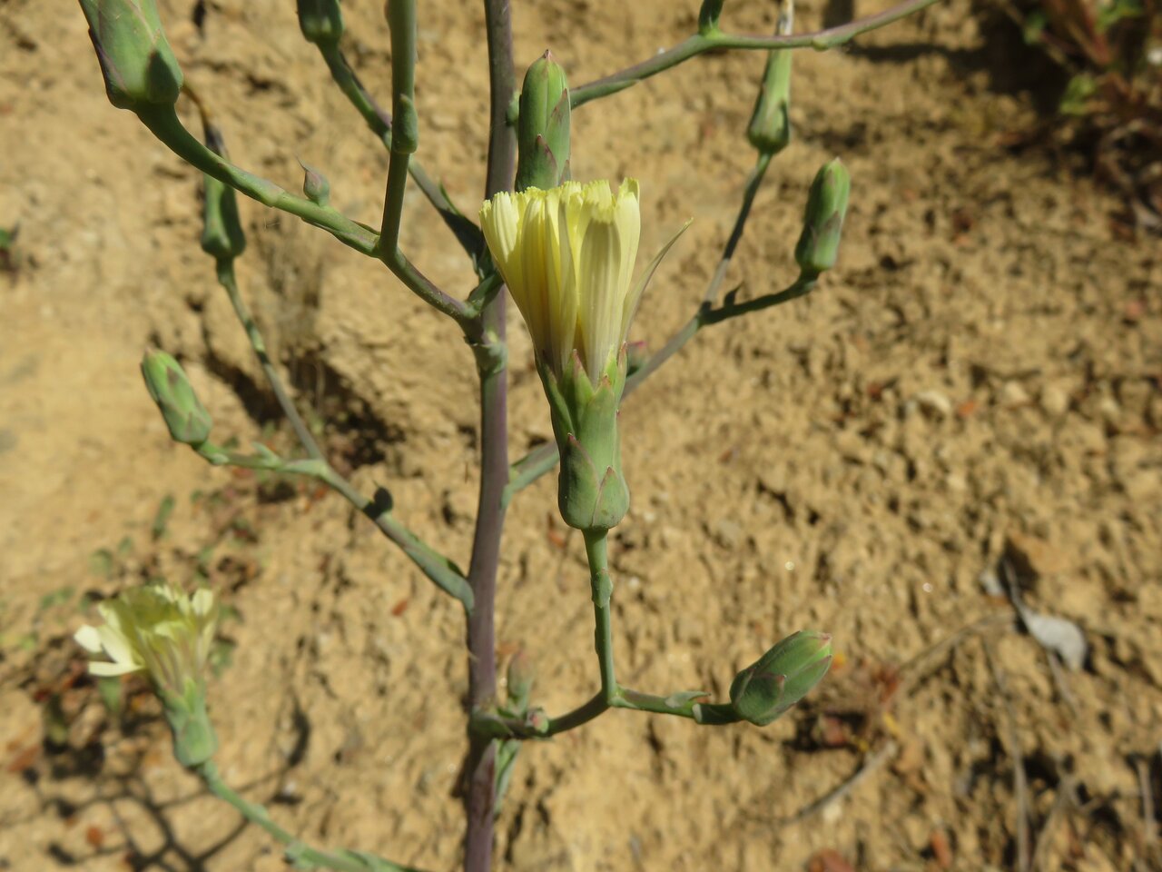 Image of Lactuca tuberosa specimen.