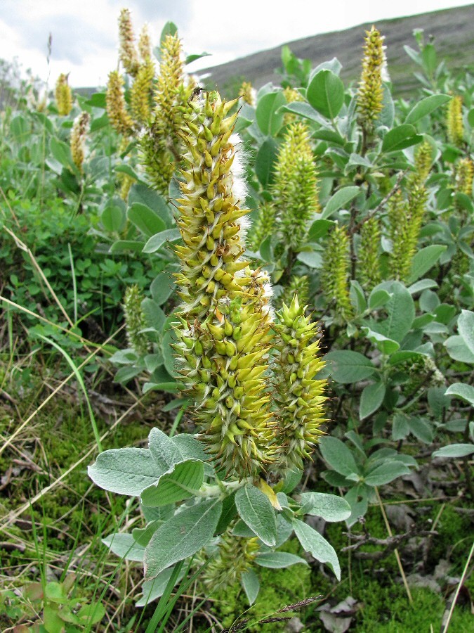 Image of Salix lanata specimen.