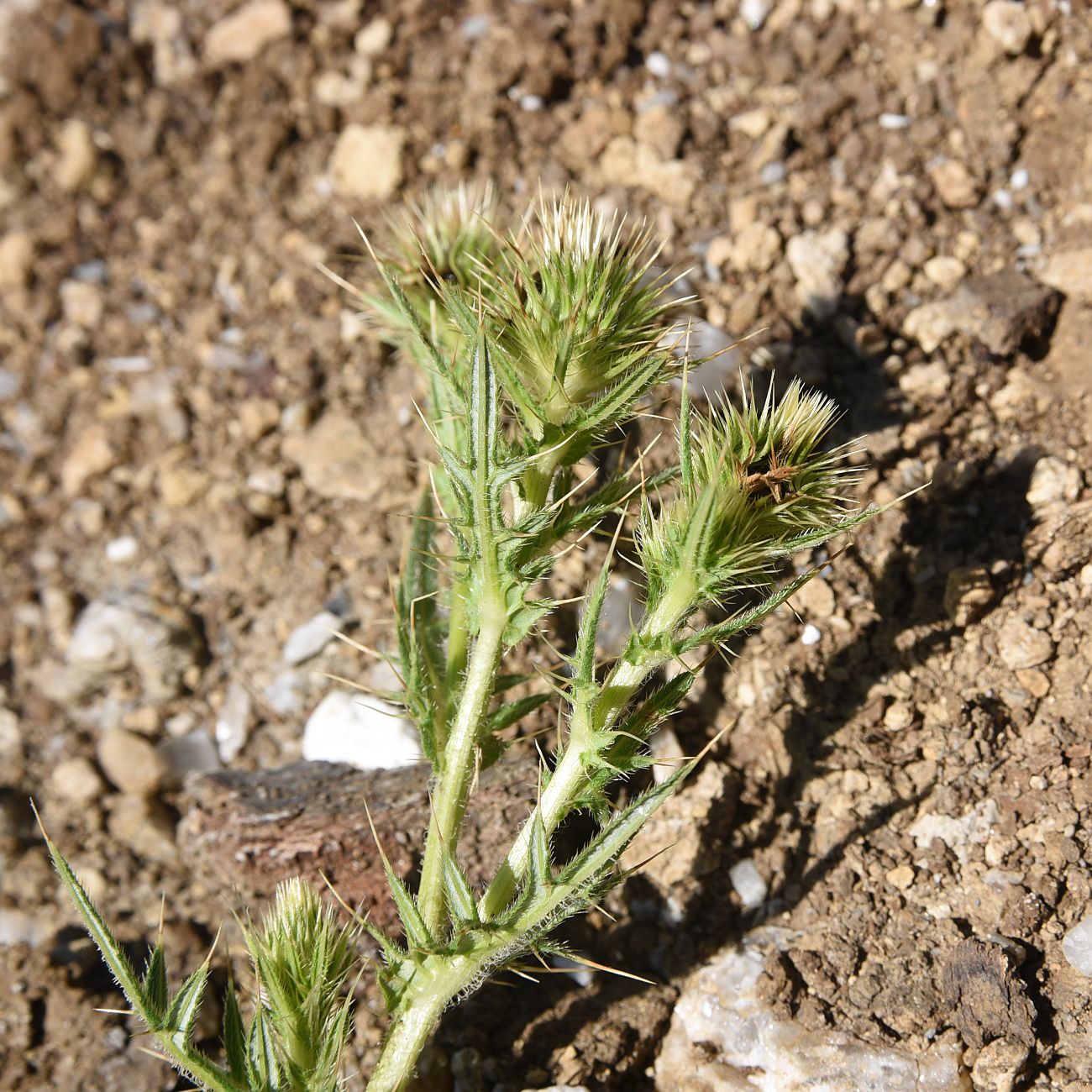 Image of genus Cirsium specimen.