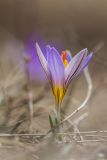 Crocus reticulatus. Цветущее растение. Ставропольский край, Кавказские Минеральные Воды, Бештаугорский заказник, вост. склон горы Бештау, остепнённый горный луг. 01.04.2012.