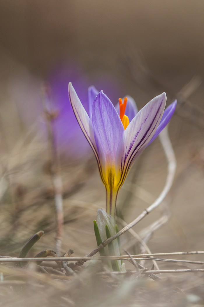 Изображение особи Crocus reticulatus.