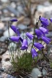 Campanula rotundifolia. Цветущее растение. Республика Алтай, Кош-Агачский р-н, верховье р. Актру, каменистый берег р. Актру. 06.07.2022.