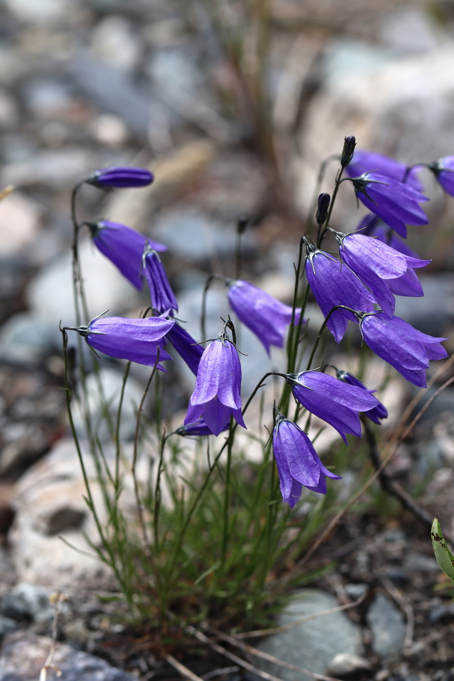 Image of Campanula rotundifolia specimen.