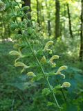 Salvia glutinosa. Фрагмент соцветия. Краснодарский край, окр. г. Сочи, ур. Агурские водопады, место впадения в р. Агура притока Агурчик, широколиственный лес, обочина туристической тропы. 09.09.2022.