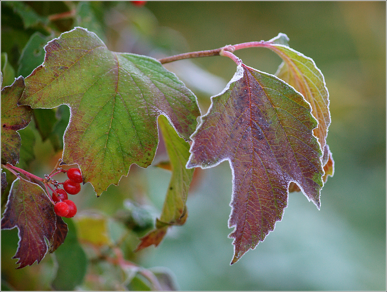 Image of Viburnum opulus specimen.