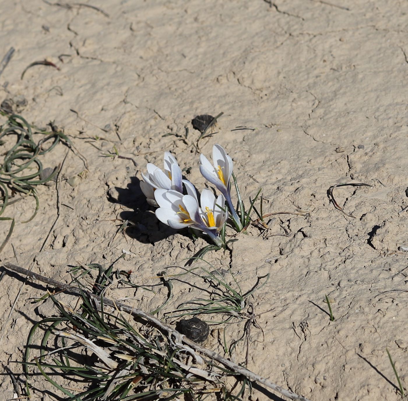 Image of Crocus michelsonii specimen.