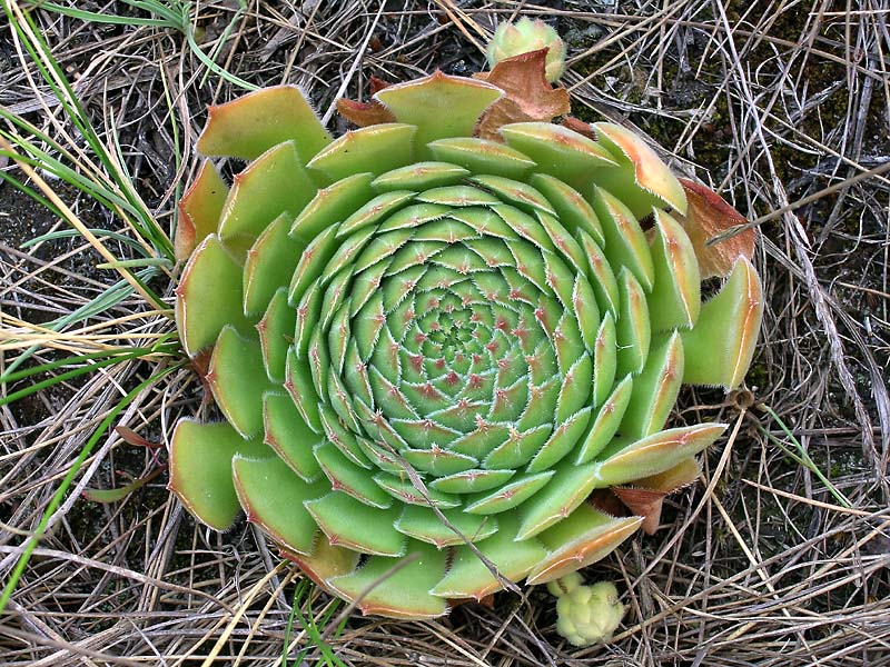 Image of Sempervivum ruthenicum specimen.