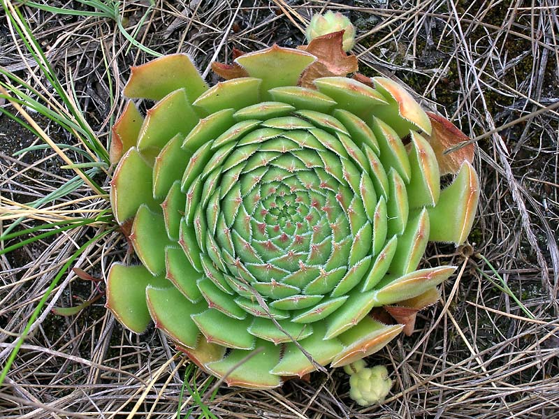 Изображение особи Sempervivum ruthenicum.