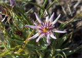 Tragopogon marginifolius. Соцветие и листья. Казахстан, Мангистауская обл., Тупкараганский р-н, плато Тюб-Караган, песчано-глинистая пустыня. 08.06.2022.