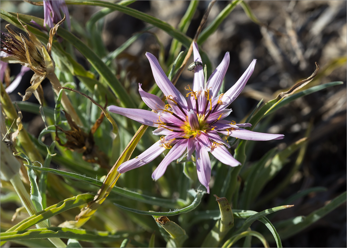 Image of Tragopogon marginifolius specimen.