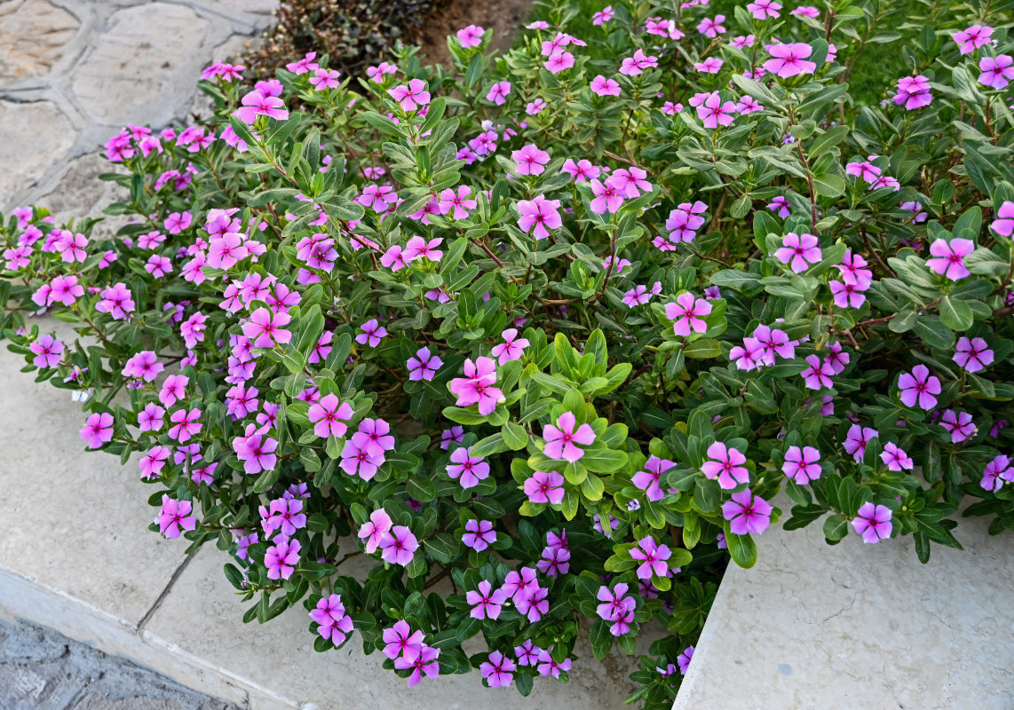 Изображение особи Catharanthus roseus.