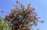 Callistemon citrinus. Крона цветущего дерева. Египет, мухафаза Александрия, г. Александрия, в культуре. 02.05.2023.