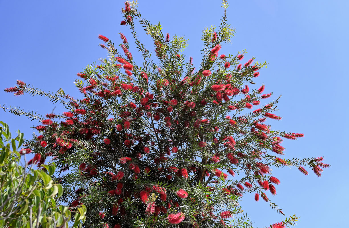 Изображение особи Callistemon citrinus.