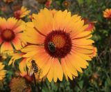 Gaillardia aristata