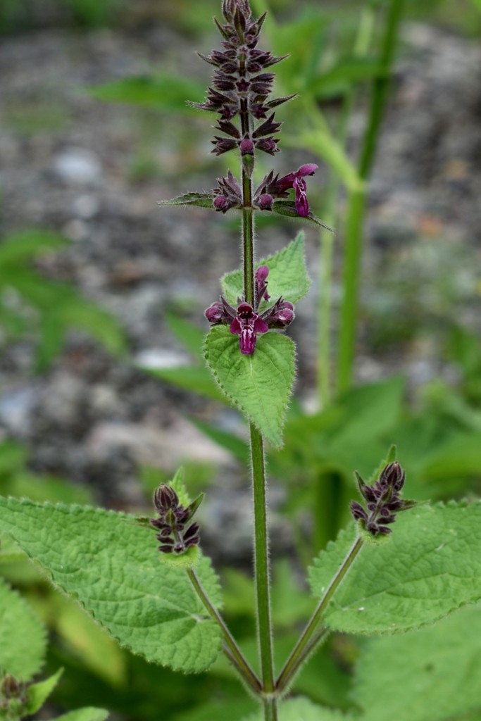 Image of Stachys sylvatica specimen.