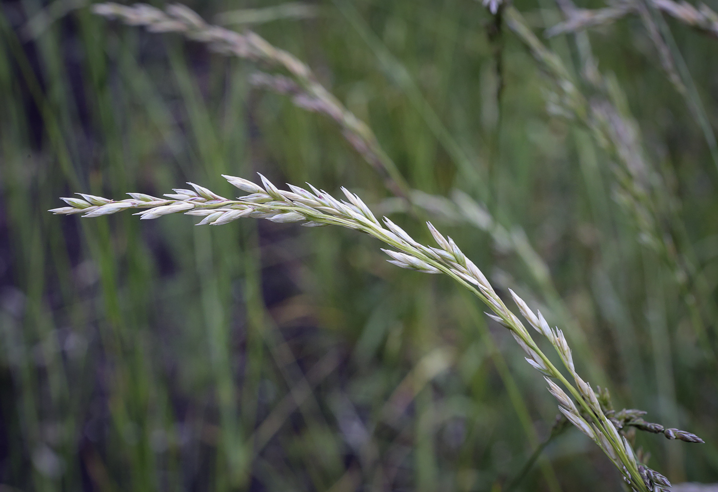 Изображение особи род Festuca.