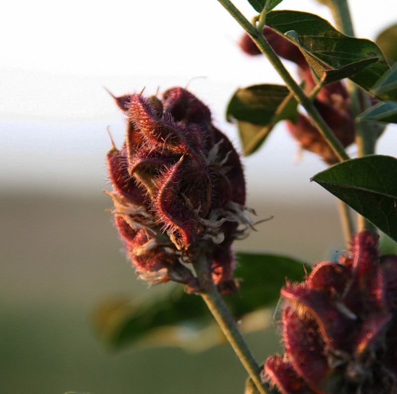 Изображение особи Glycyrrhiza viscida.