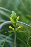 Melampyrum argyrocomum