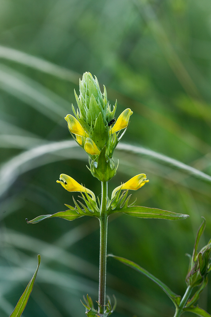 Image of Melampyrum argyrocomum specimen.