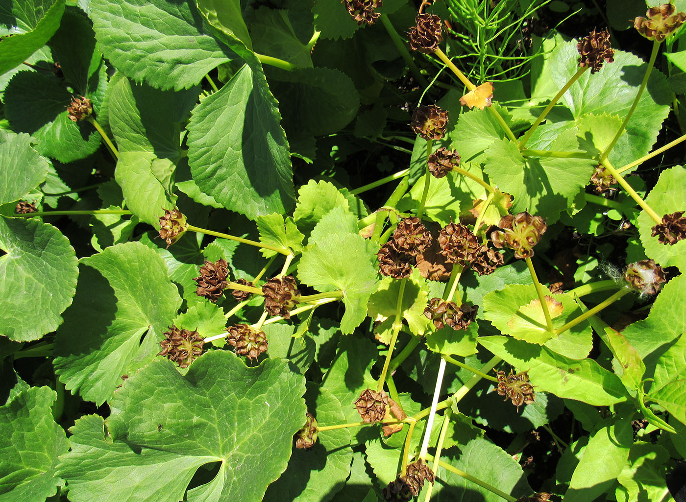 Image of genus Caltha specimen.