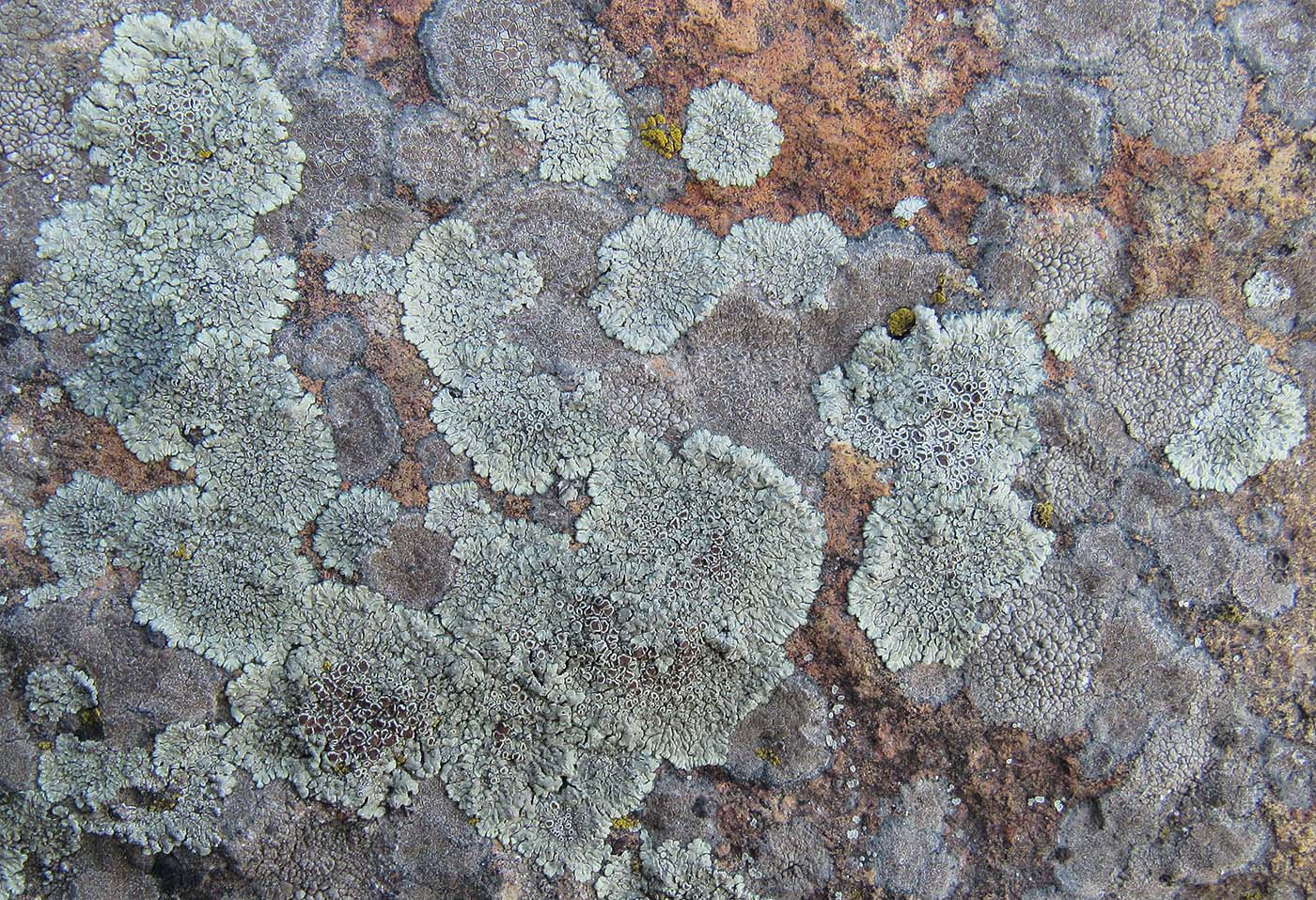 Image of Lecanora muralis specimen.