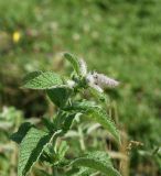 Mentha longifolia. Верхушка растения с развивающимися соцветиями. Чечня, Итум-Калинский р-н, окр. ур. Цамадой, выс. 2100 м н.у.м., луг около заболоченного участка. 6 августа 2023 г.