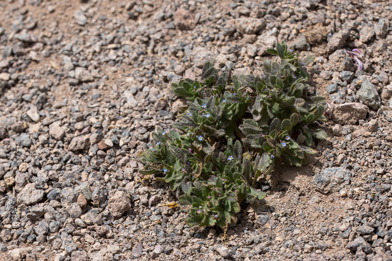 Изображение особи Trigonocaryum involucratum.