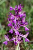 Anacamptis morio subspecies caucasica. Соцветие. Дагестан, Кумторкалинский р-н, окр. Буйнакского перевала, хр. Нарат-Тюбе, выпас, ок. 500 м выс., н. у. м. 26 апреля 2023 г.