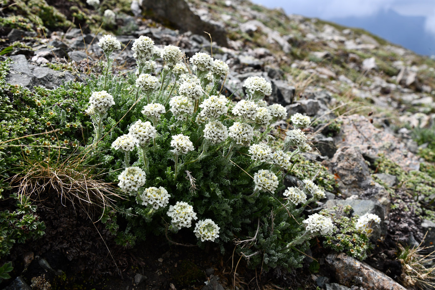 Изображение особи Smelowskia calycina.