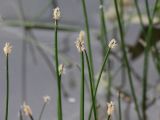 Eleocharis palustris