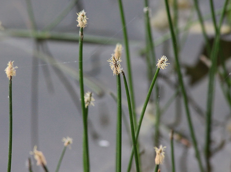 Изображение особи Eleocharis palustris.
