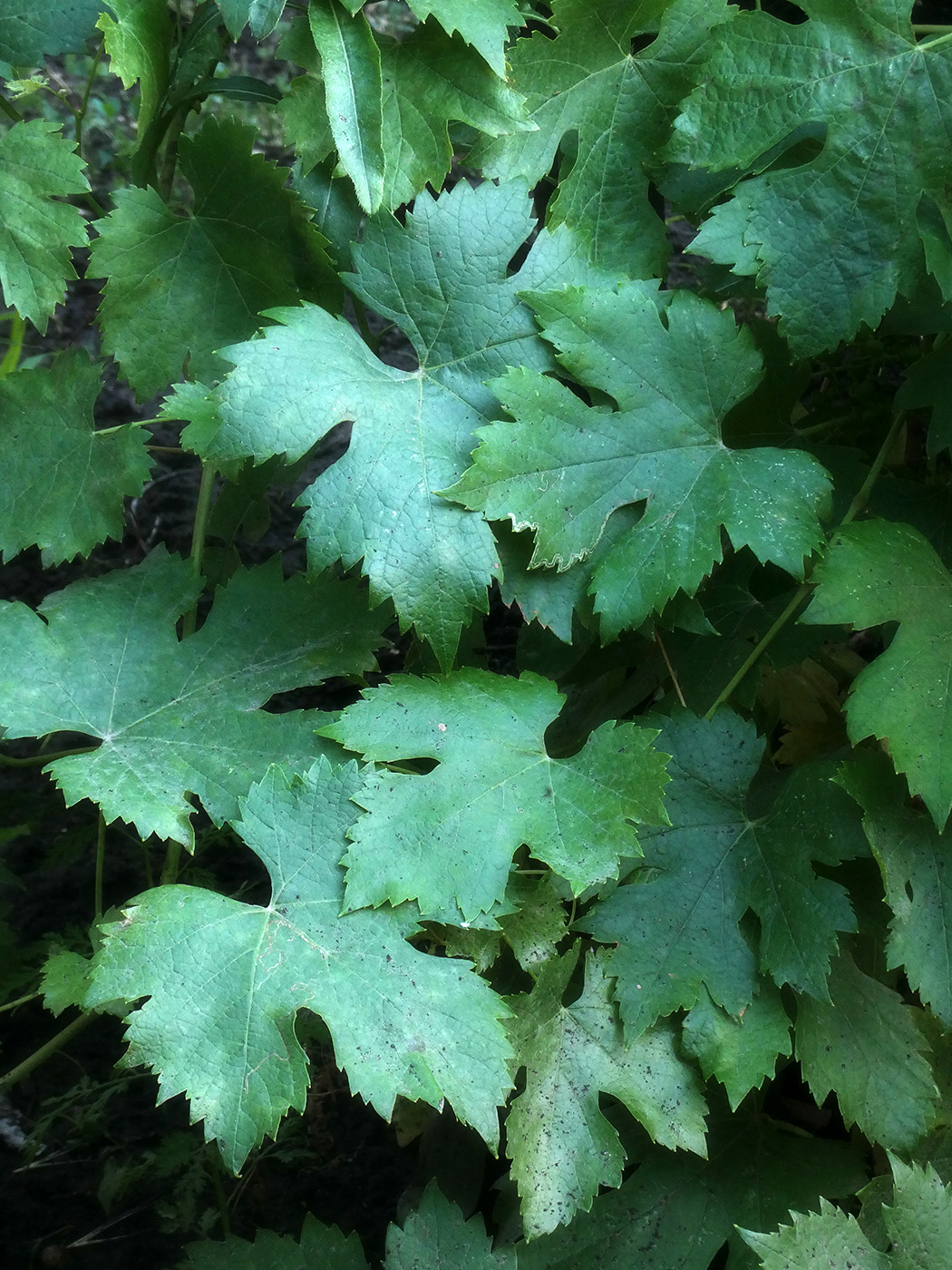 Image of Vitis vinifera specimen.