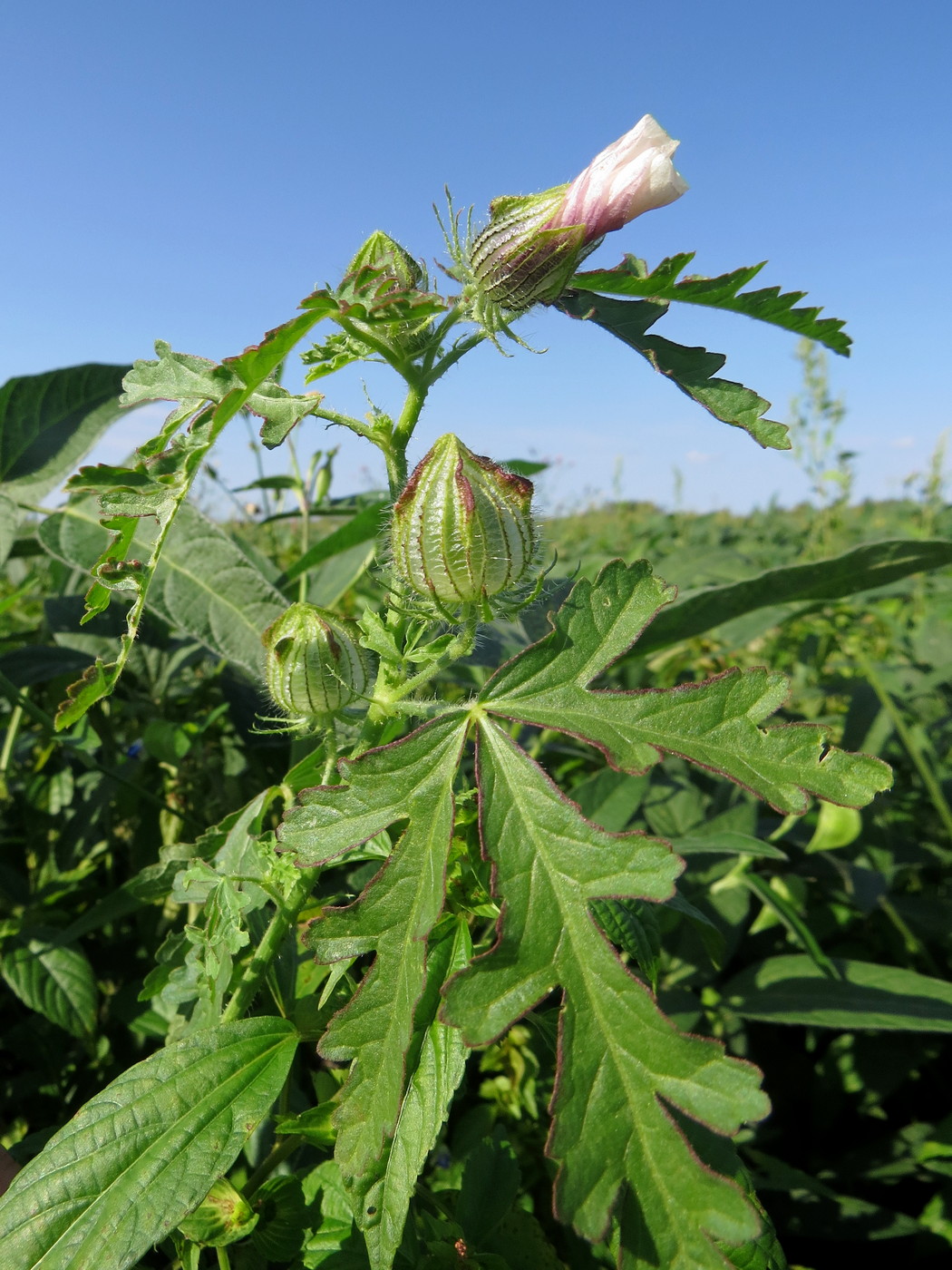 Изображение особи Hibiscus trionum.