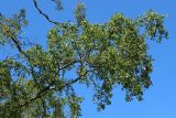 Betula pubescens