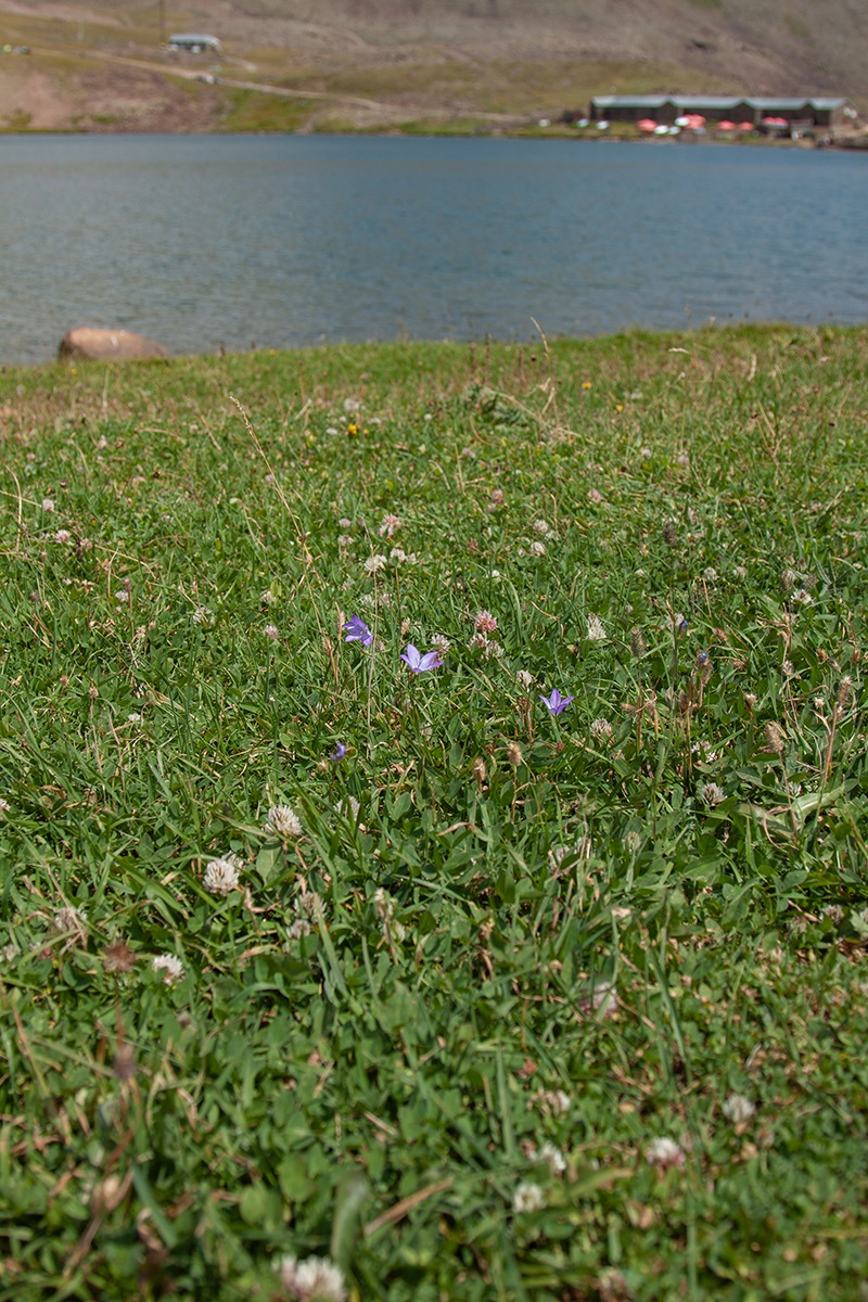 Image of Campanula stevenii specimen.