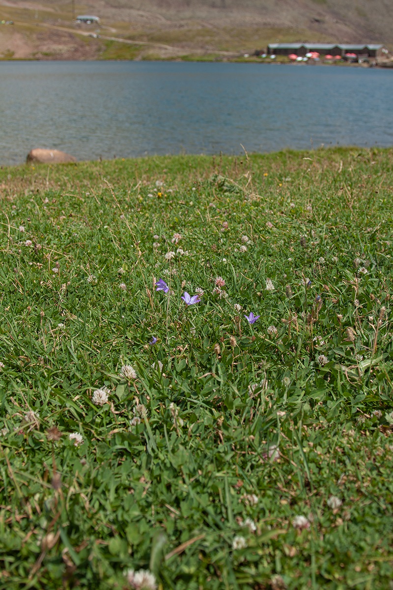 Image of Campanula stevenii specimen.