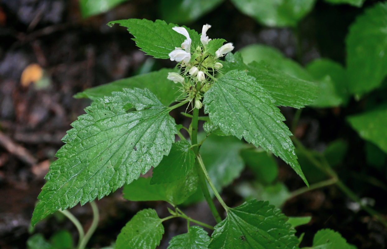 Image of Lamium album specimen.