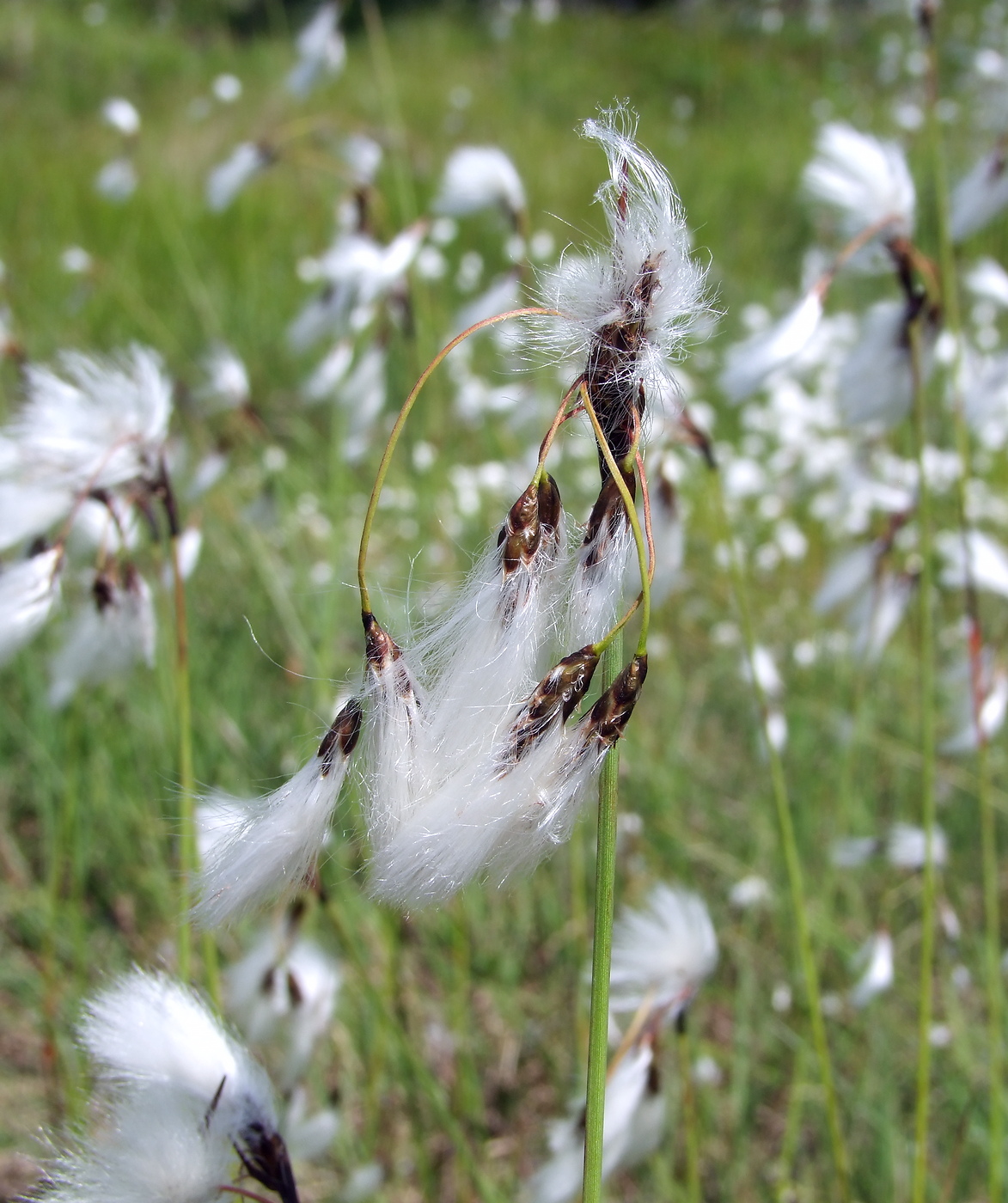 Изображение особи Eriophorum angustifolium.