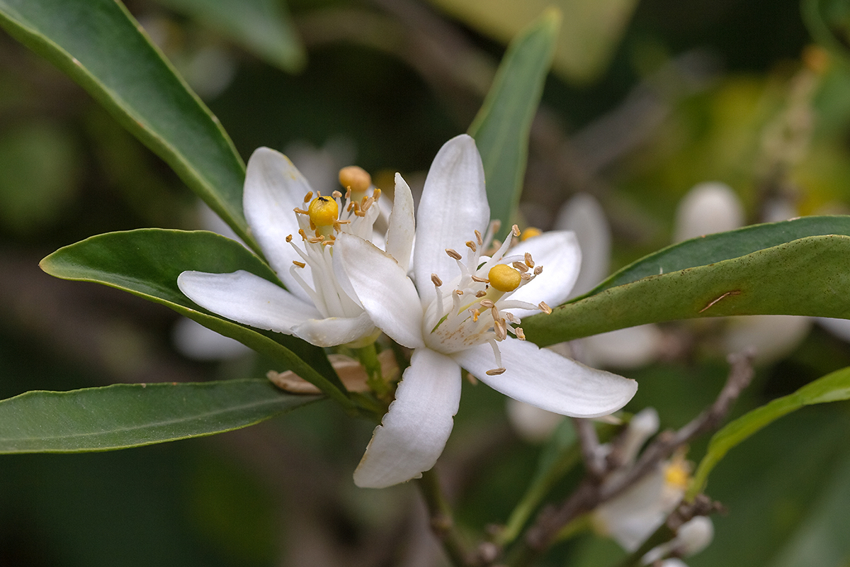 Image of Citrus reticulata specimen.