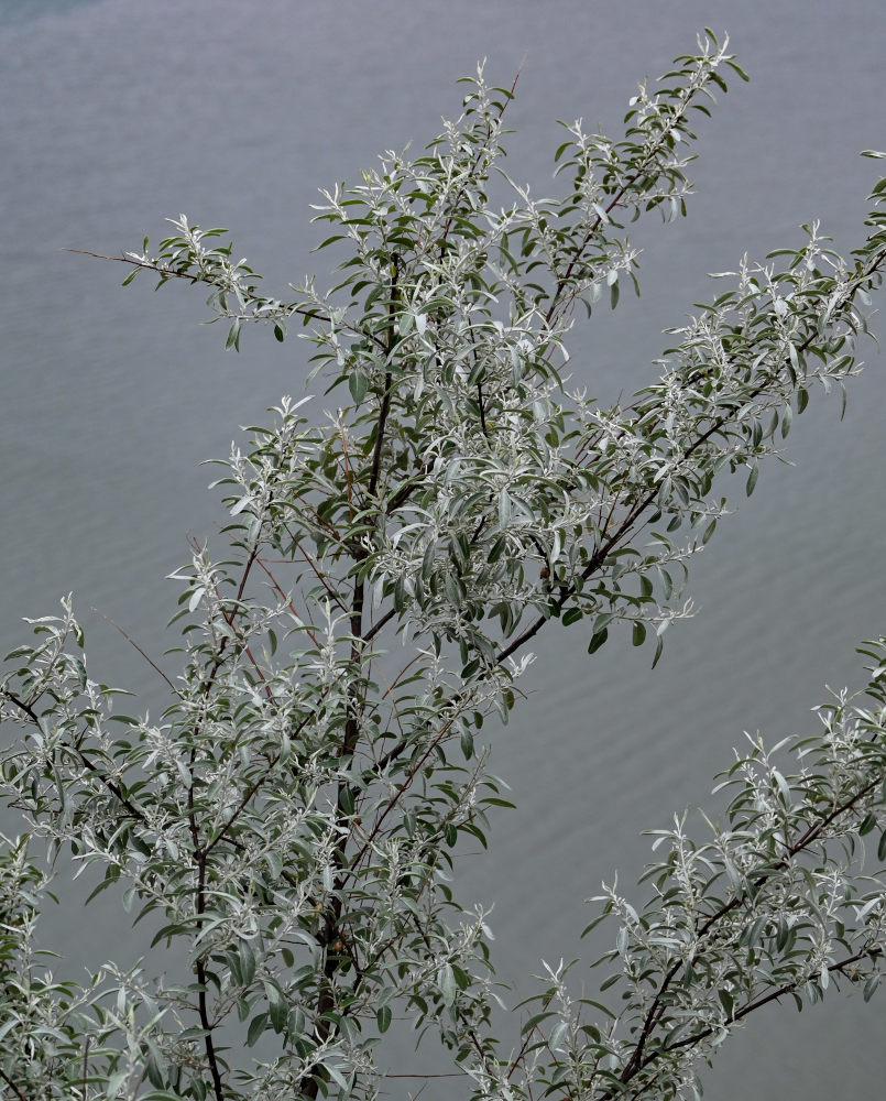 Image of Elaeagnus angustifolia specimen.