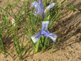 Iris tenuifolia