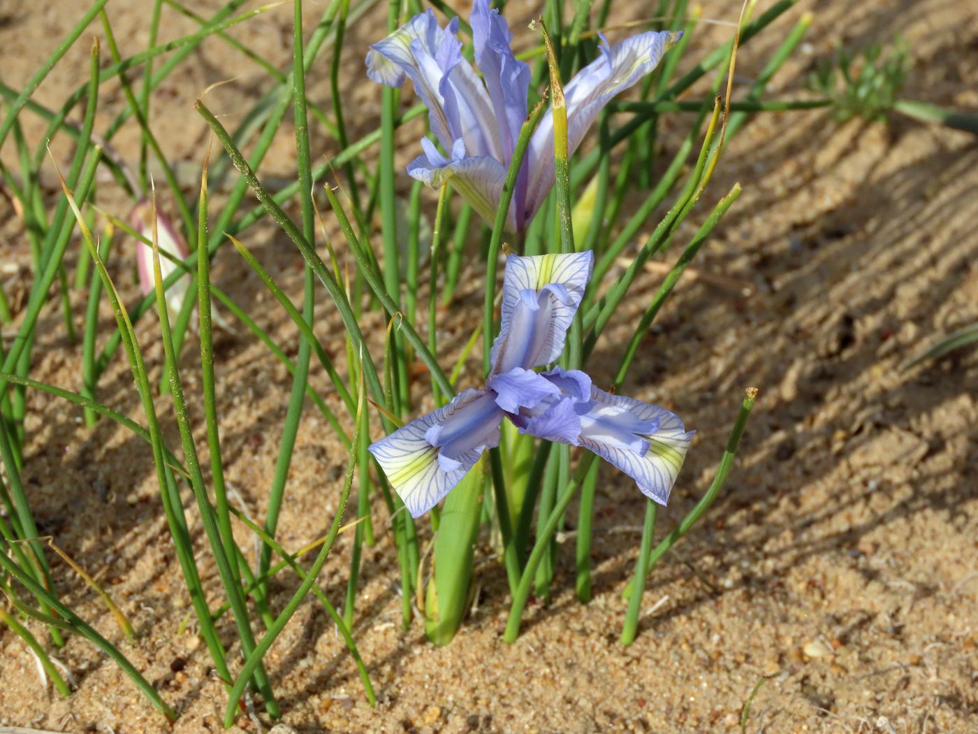 Image of Iris tenuifolia specimen.