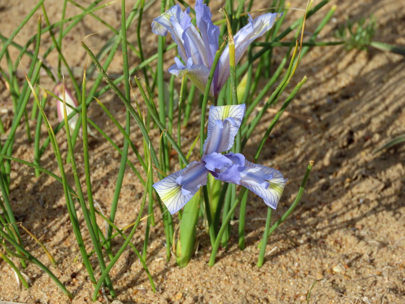 Изображение особи Iris tenuifolia.