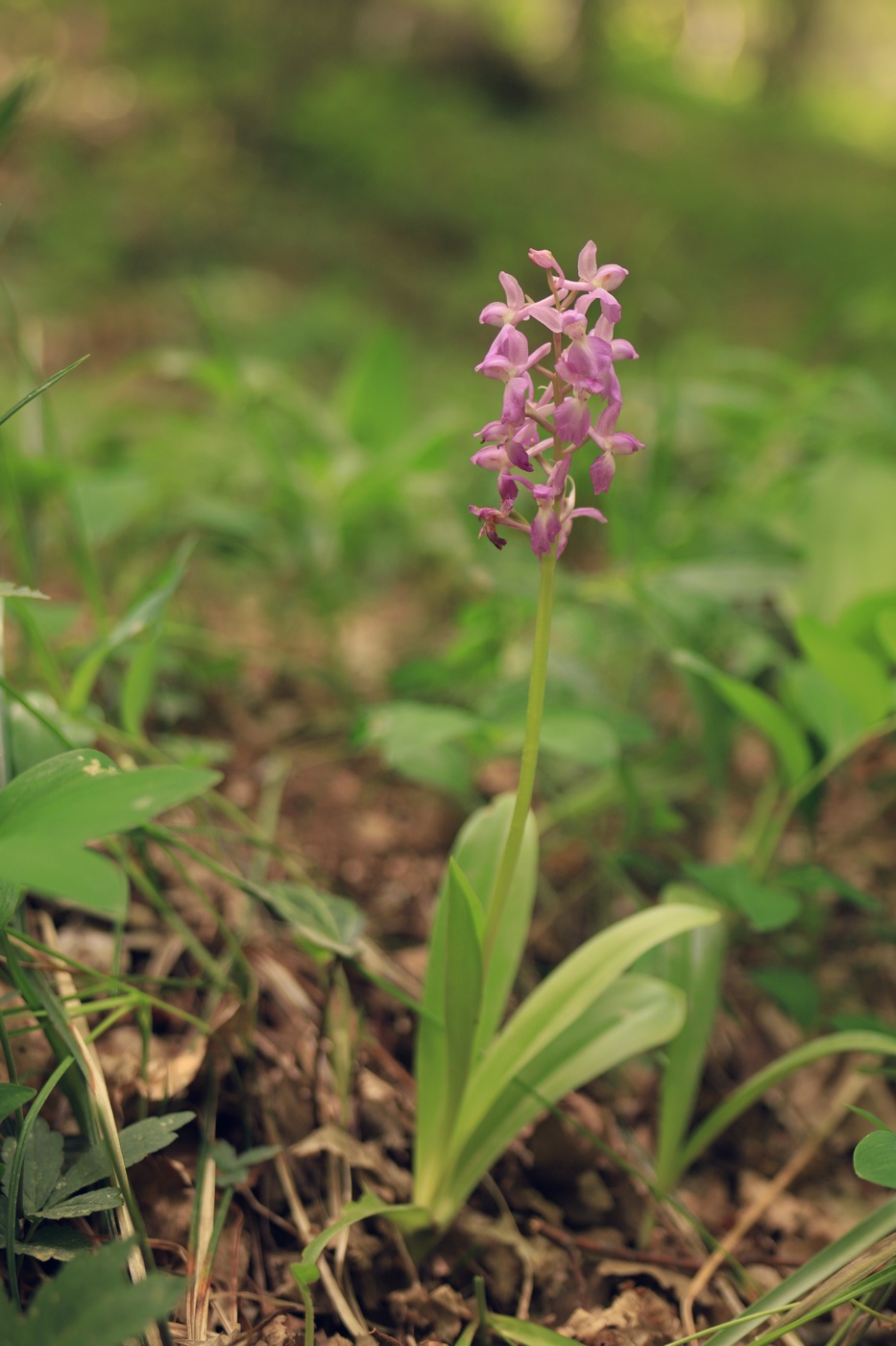 Image of Orchis × loreziana specimen.