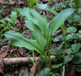 Allium ursinum