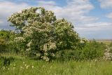 Crataegus dipyrena