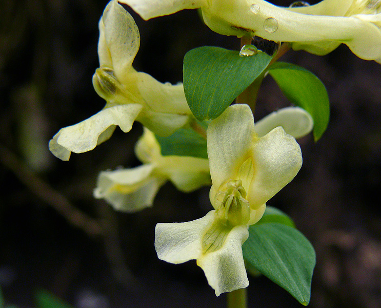 Изображение особи Corydalis marschalliana.