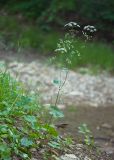 Pimpinella tripartita