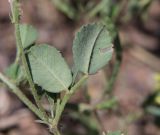Trigonella arcuata